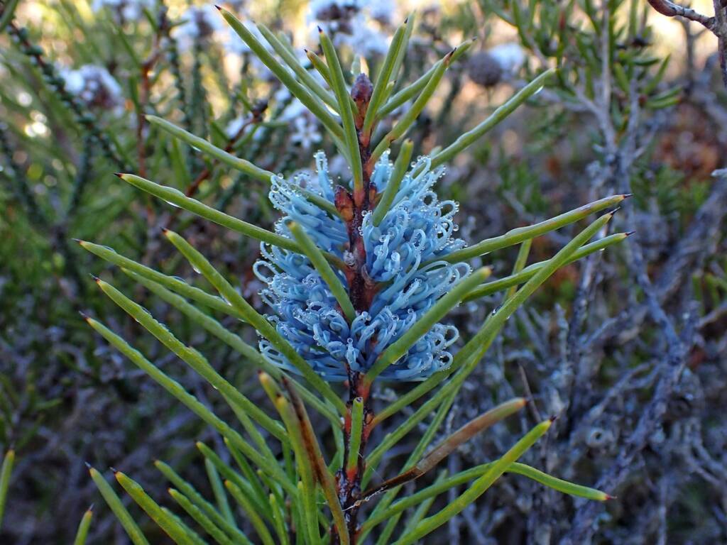 Hakea lehmanniana (Blue Hakea), Stirling Range NP WA © Terry Dunham