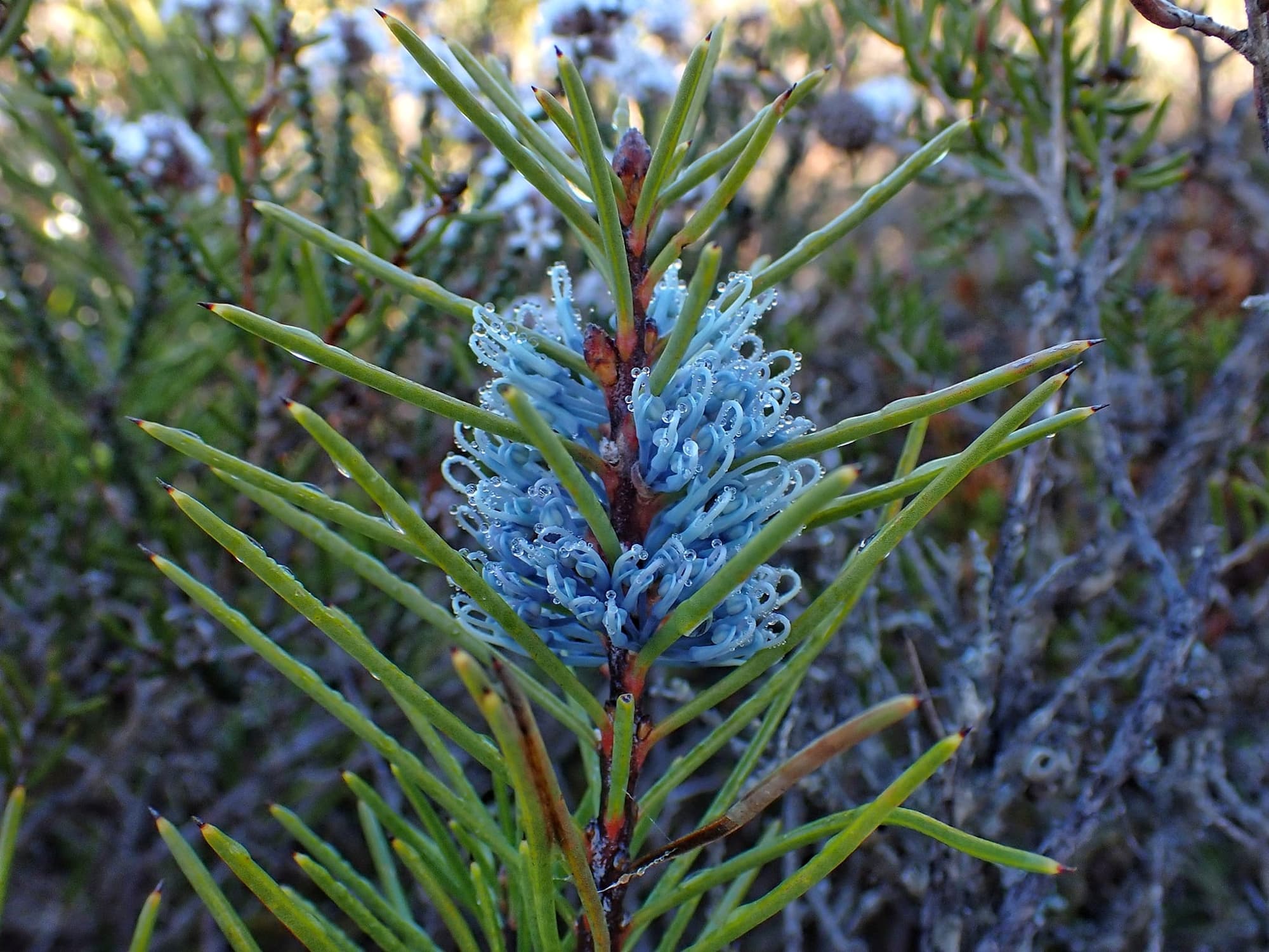 Hakea lehmanniana (Blue Hakea), Stirling Range NP WA © Terry Dunham