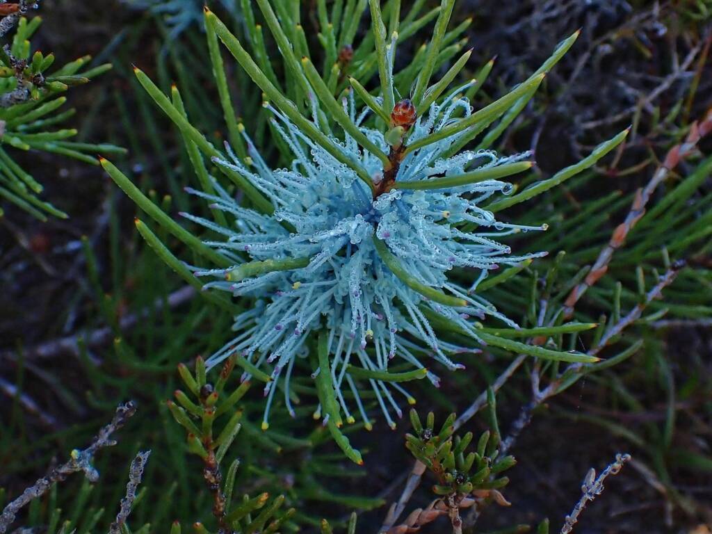 Hakea lehmanniana (Blue Hakea), Stirling Range NP WA © Terry Dunham