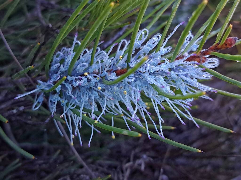 Hakea lehmanniana (Blue Hakea), Stirling Range NP WA © Terry Dunham