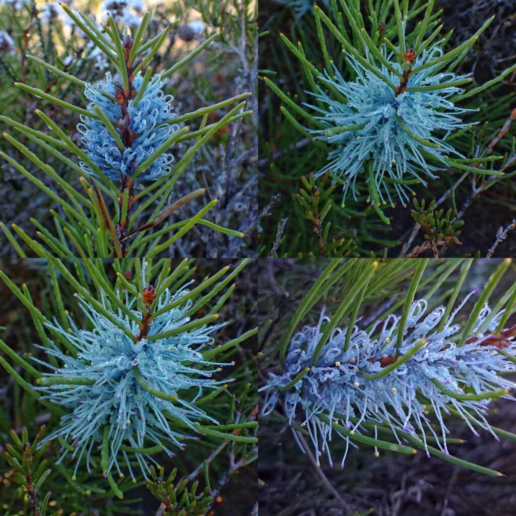Hakea lehmanniana (Blue Hakea), Stirling Range NP WA © Terry Dunham