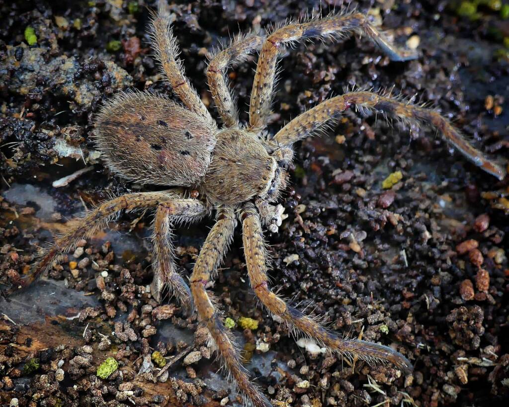 Isopedella leai, Belair National Park SA © Marianne Broug