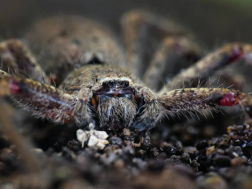 Isopedella leai, Belair National Park SA © Marianne Broug