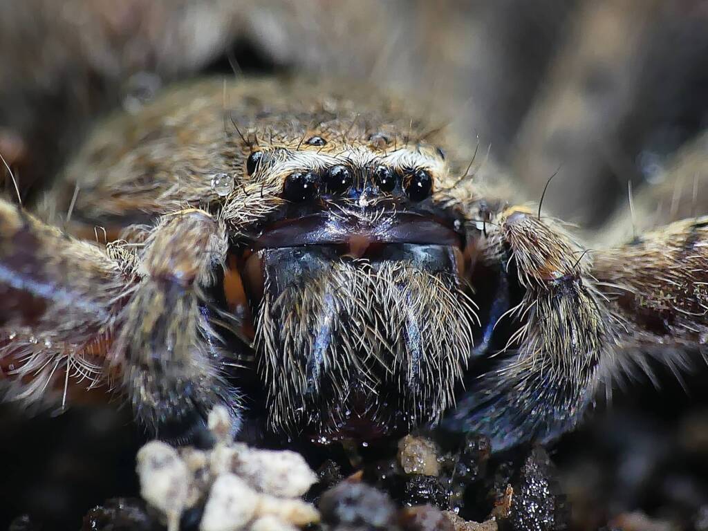 Isopedella leai, Belair National Park SA © Marianne Broug