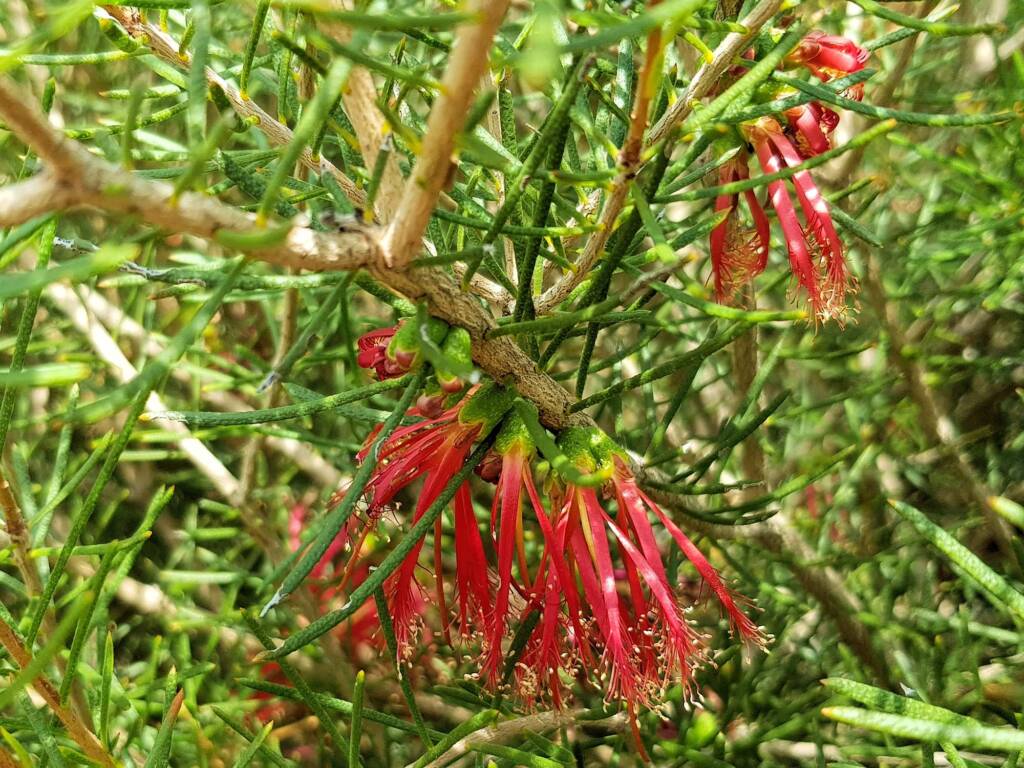 Lamarchea sulcata, Alice Springs Desert Park NT