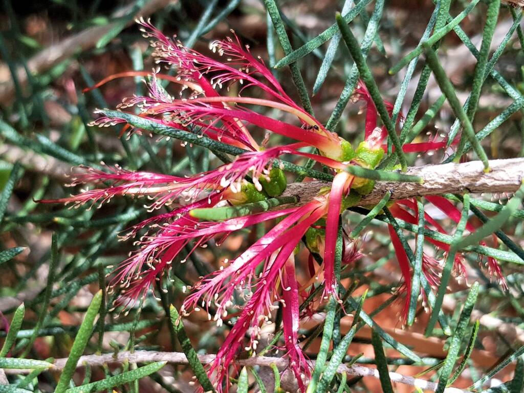 Lamarchea sulcata, Alice Springs Desert Park NT