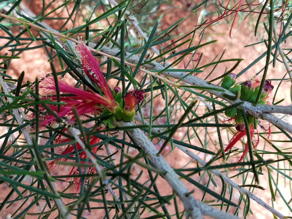Lamarchea sulcata, Alice Springs Desert Park NT