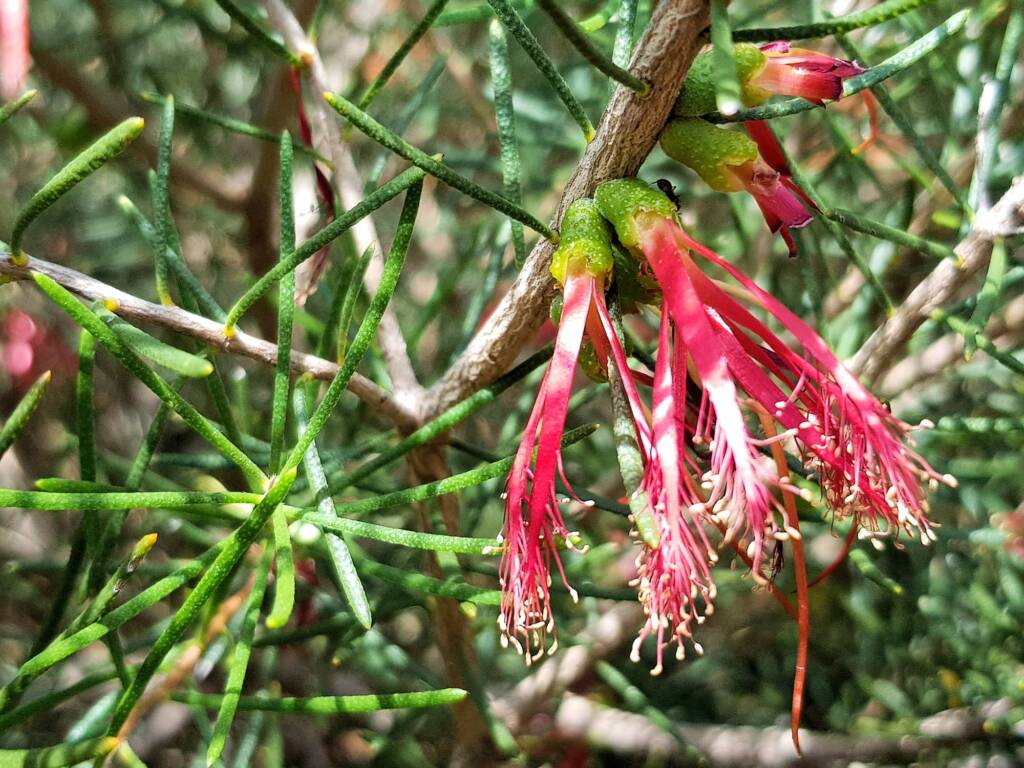 Lamarchea sulcata, Alice Springs Desert Park NT