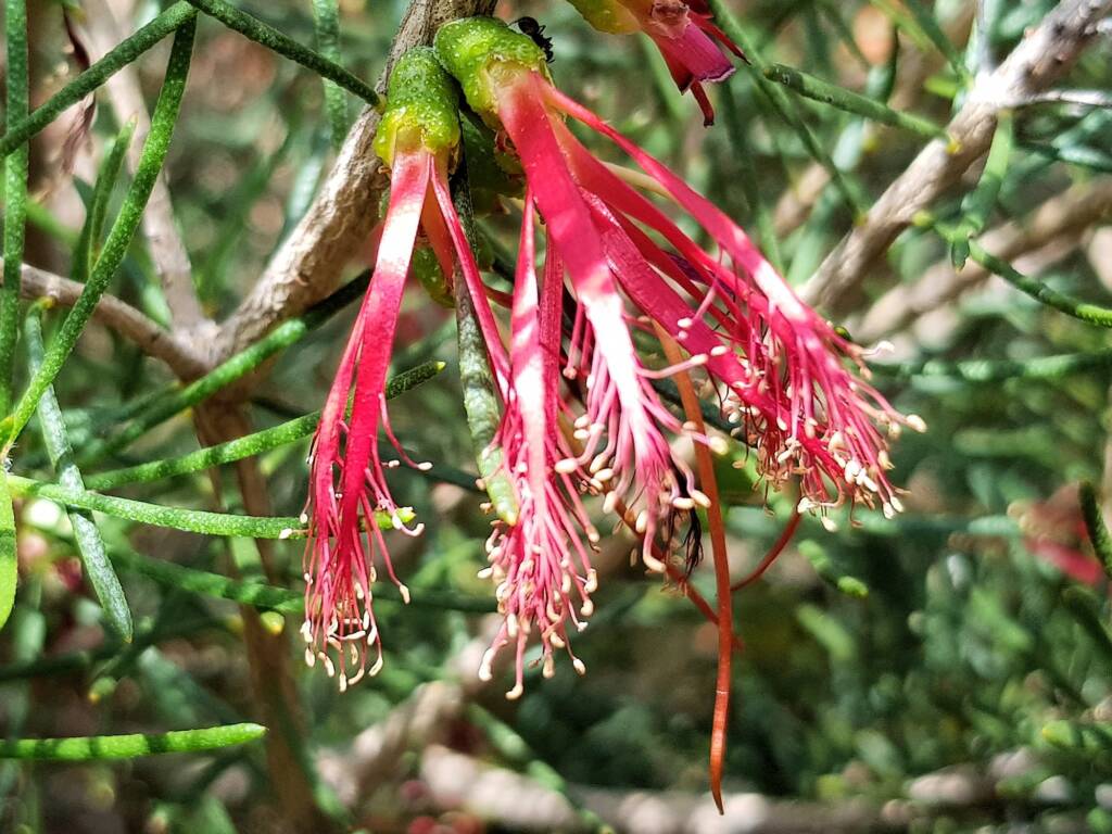 Lamarchea sulcata, Alice Springs Desert Park NT
