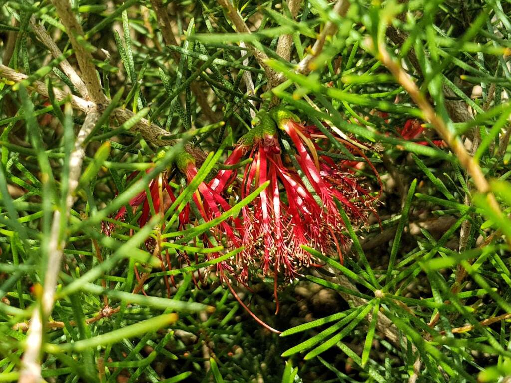 Lamarchea sulcata, Alice Springs Desert Park NT