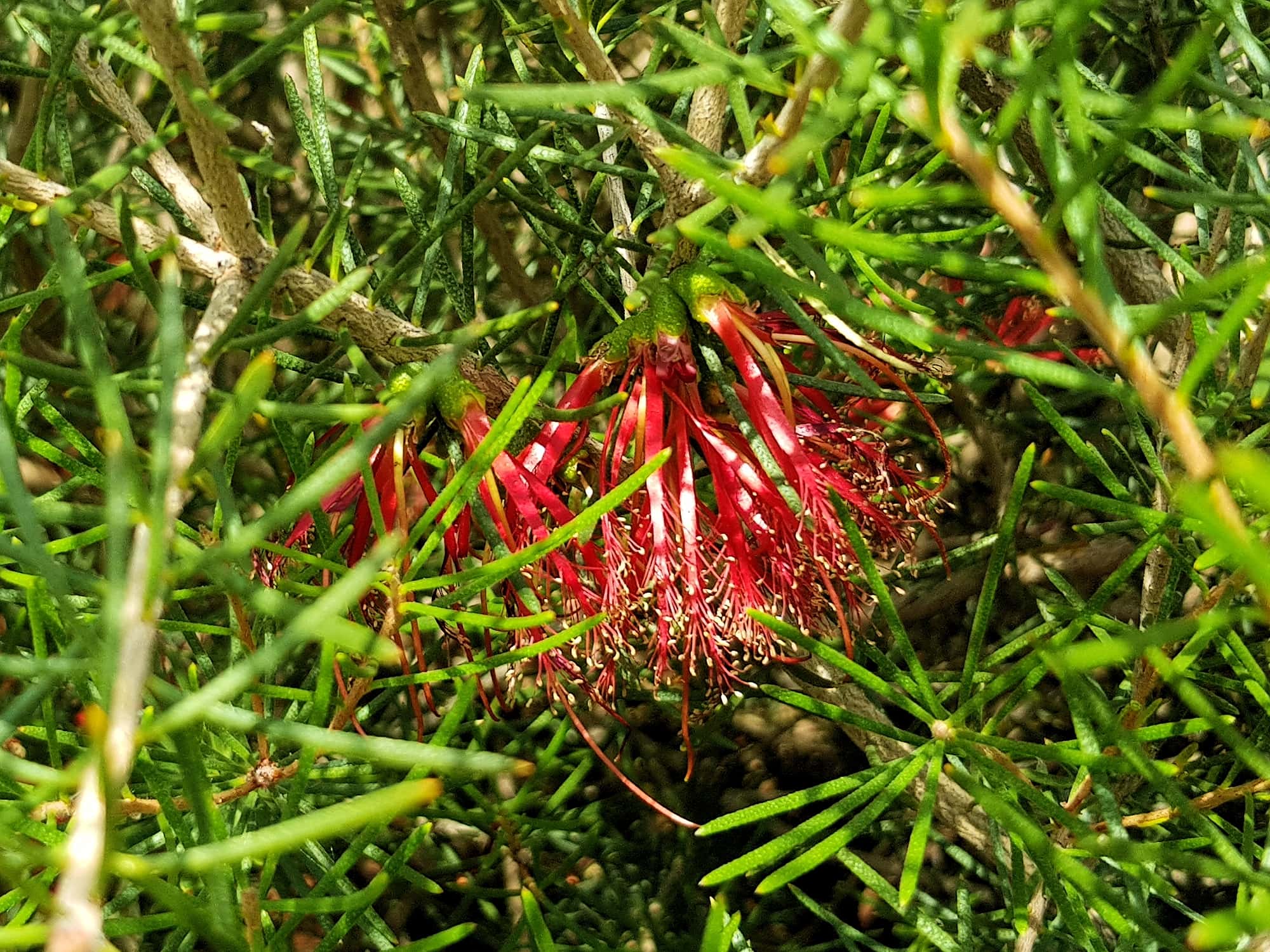 Lamarchea sulcata, Alice Springs Desert Park NT