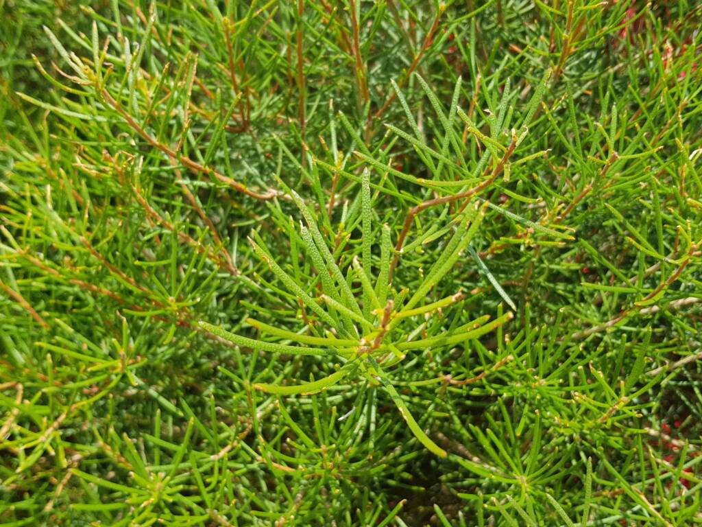 Lamarchea sulcata, Alice Springs Desert Park NT
