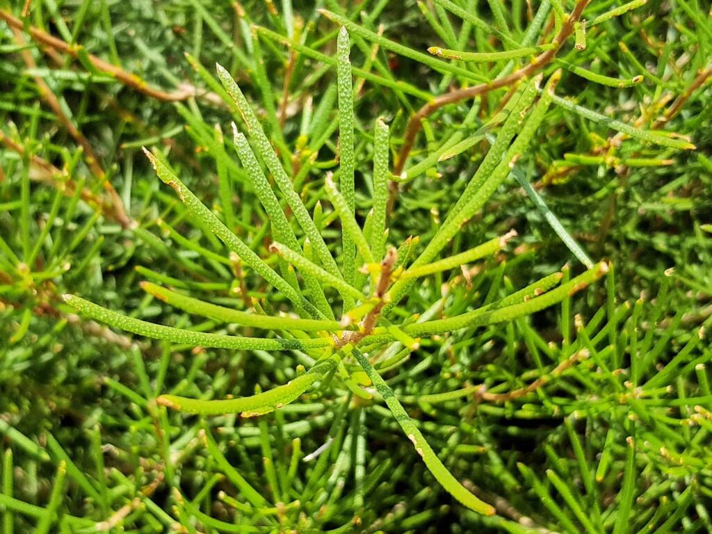Lamarchea sulcata, Alice Springs Desert Park NT