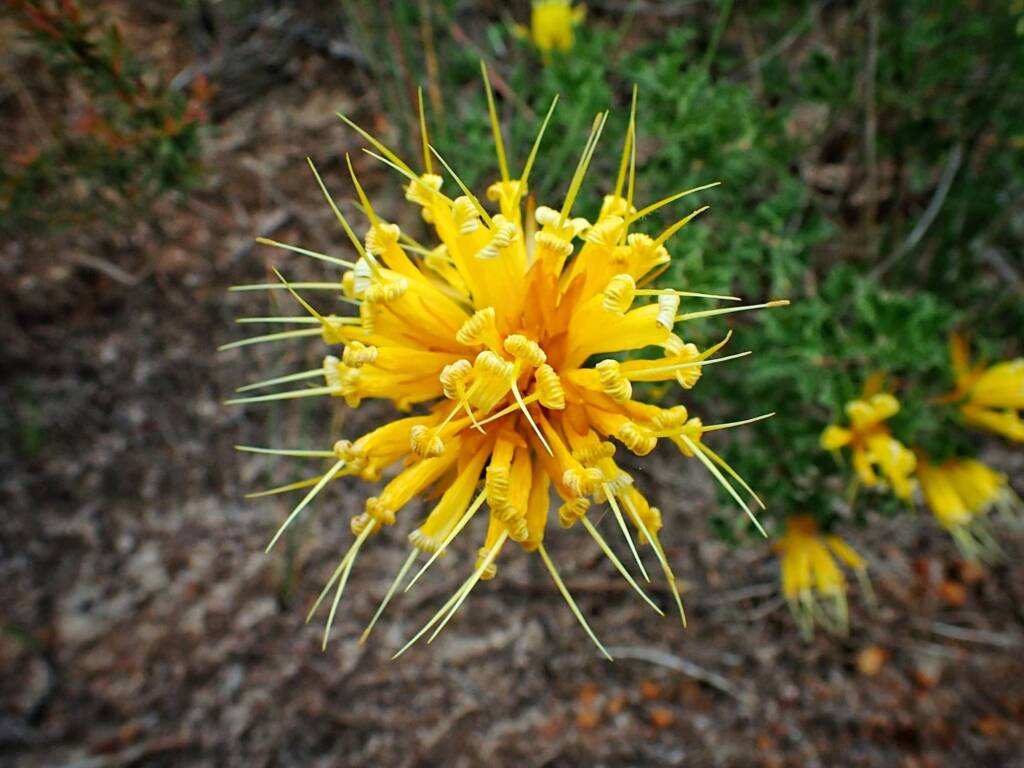 Lambertia echinata (Prickly Honeysuckle), Great Southern Region WA © Terry Dunham