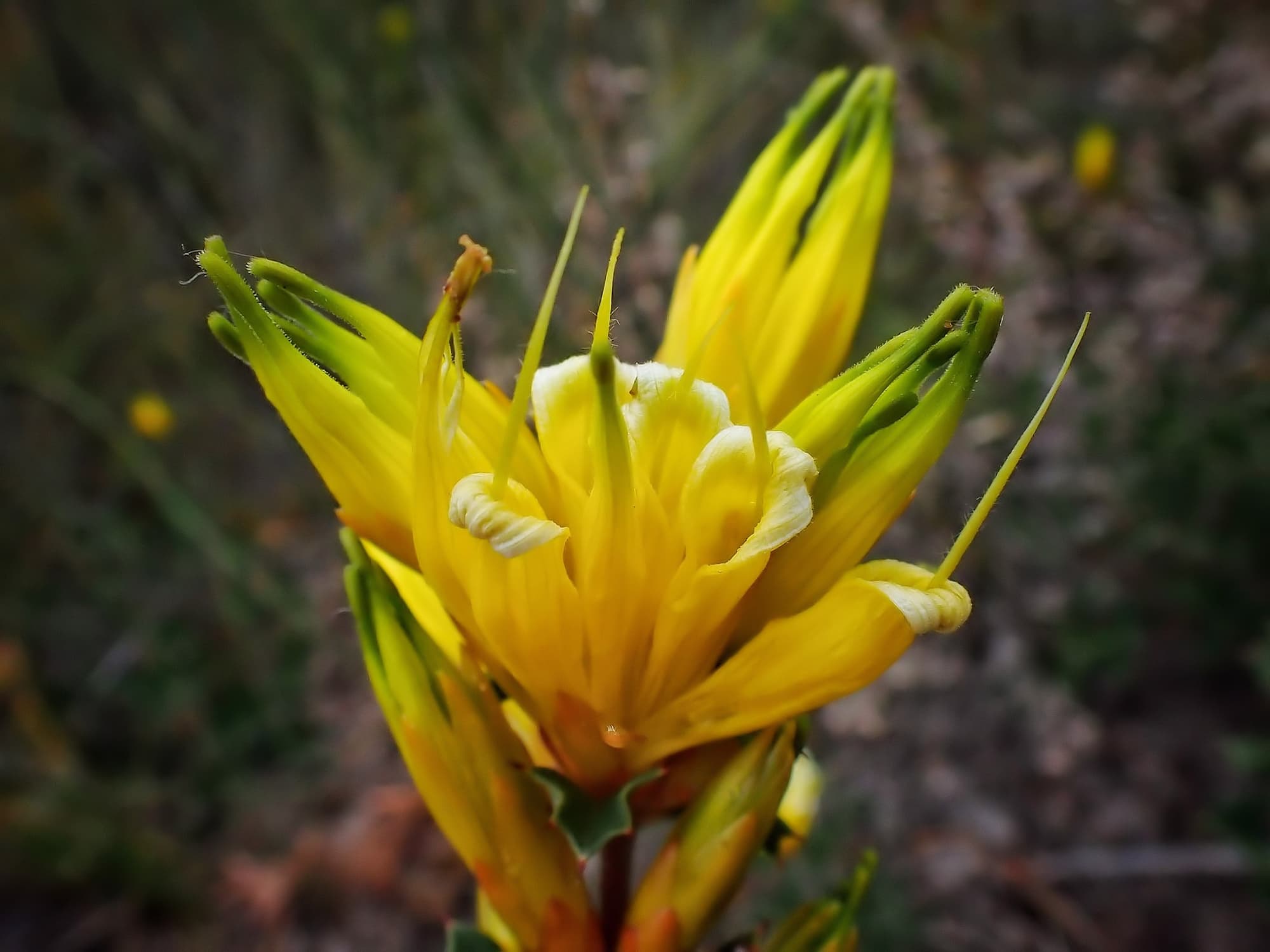 Lambertia echinata (Prickly Honeysuckle), Great Southern Region WA © Terry Dunham