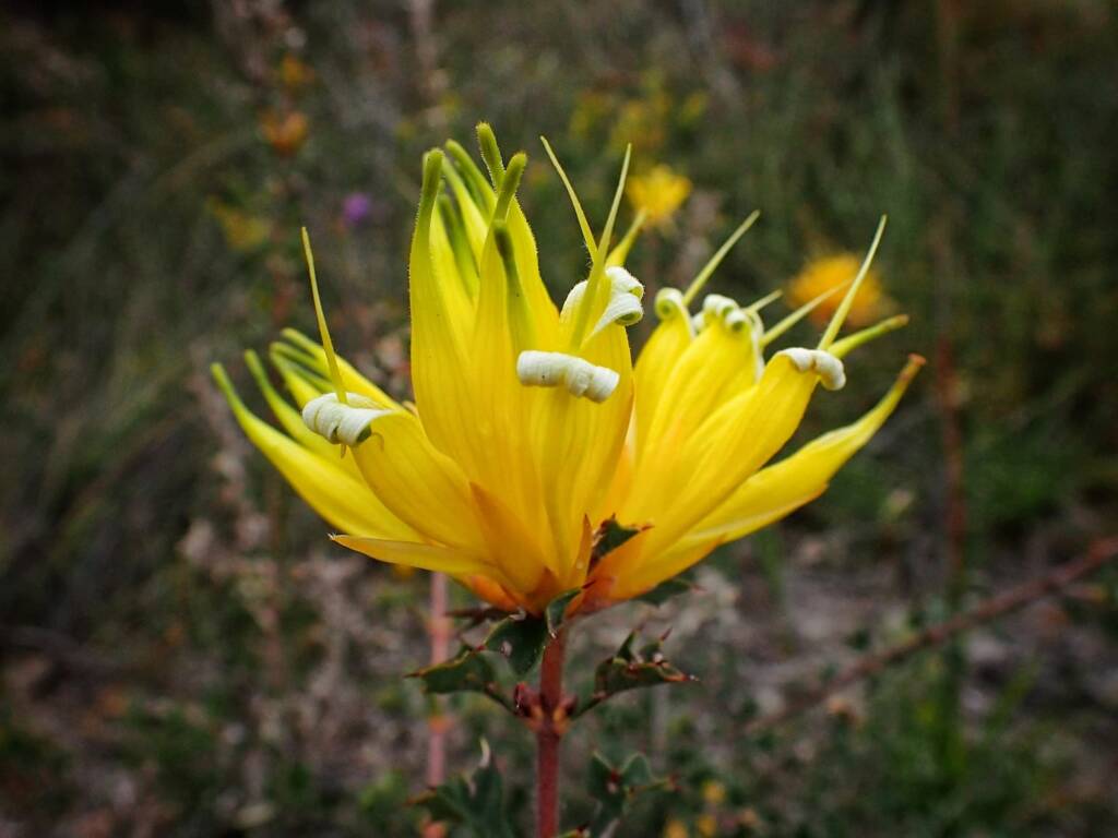 Lambertia echinata (Prickly Honeysuckle), Great Southern Region WA © Terry Dunham