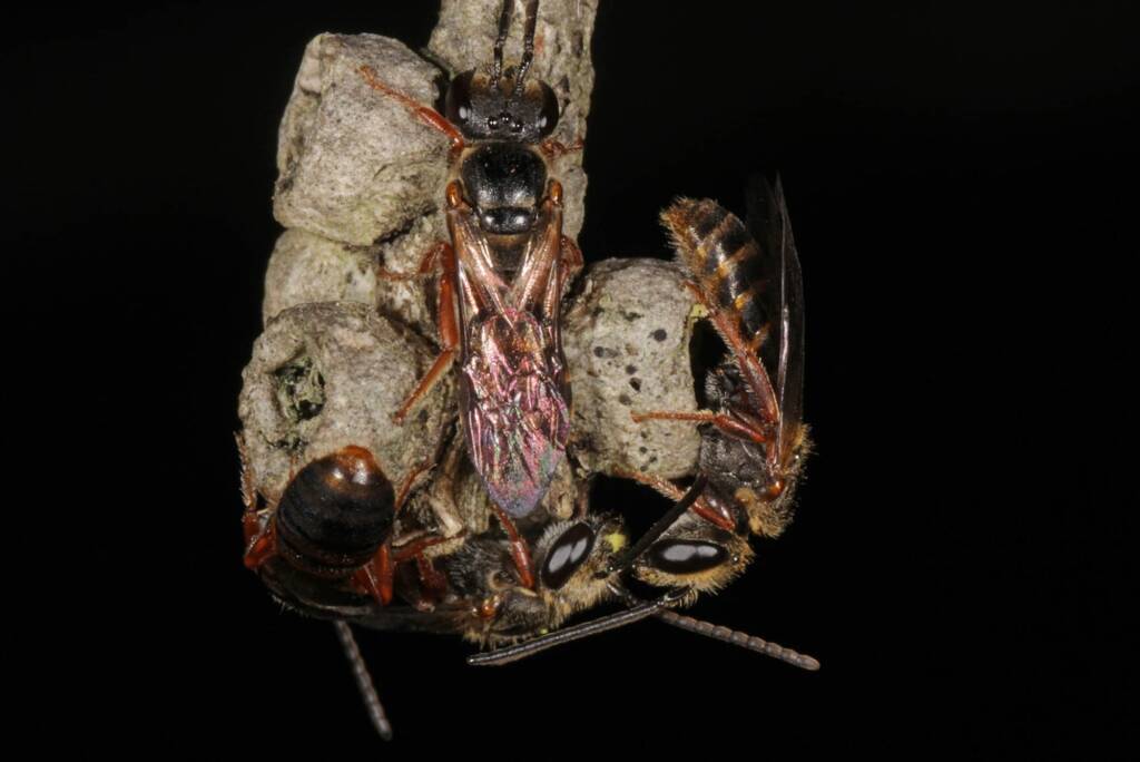 Lasioglossum (Chilalictus) bicingulatum - males roosting, Ballandean QLD © Marc Newman