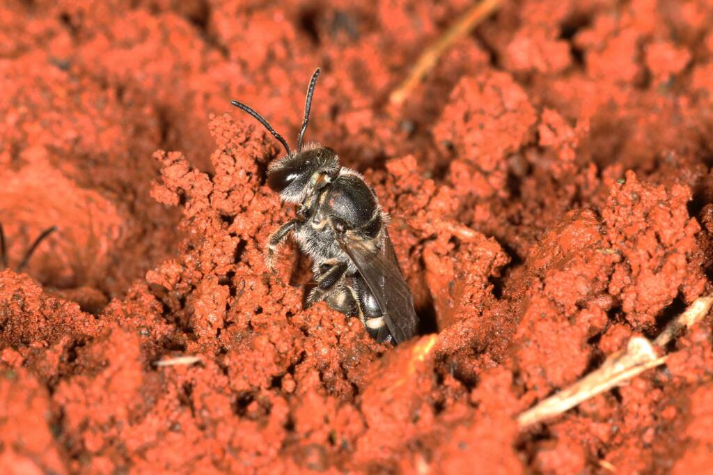 Lasioglossum (Chilalictus) calophyllae, Bahrs Scrub QLD © Marc Newman