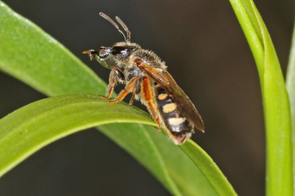 Lasioglossum (Chilalictus) conspicuum, Blanchetown SA © Marc Newman