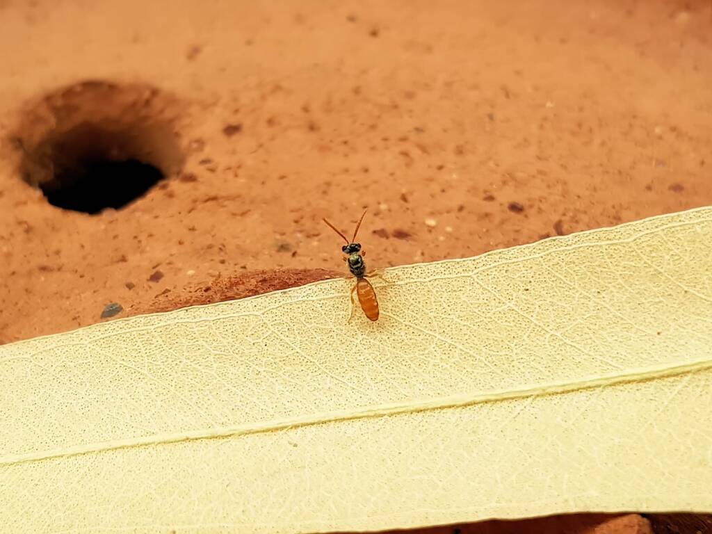 Lasioglossum (Homalictus) dotatum, Alice Springs NT