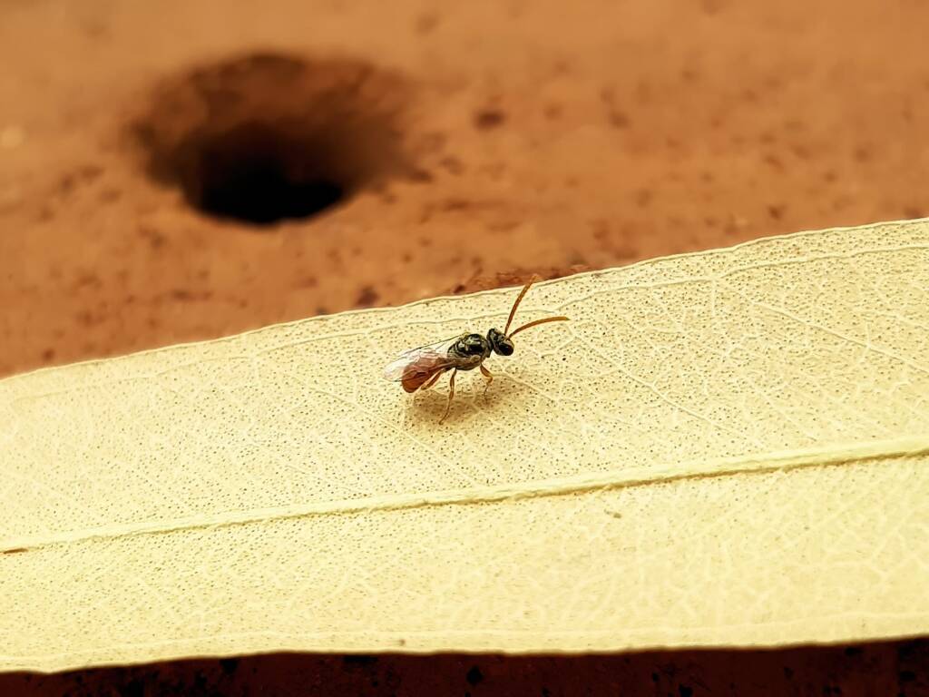 Lasioglossum (Homalictus) dotatum, Alice Springs NT