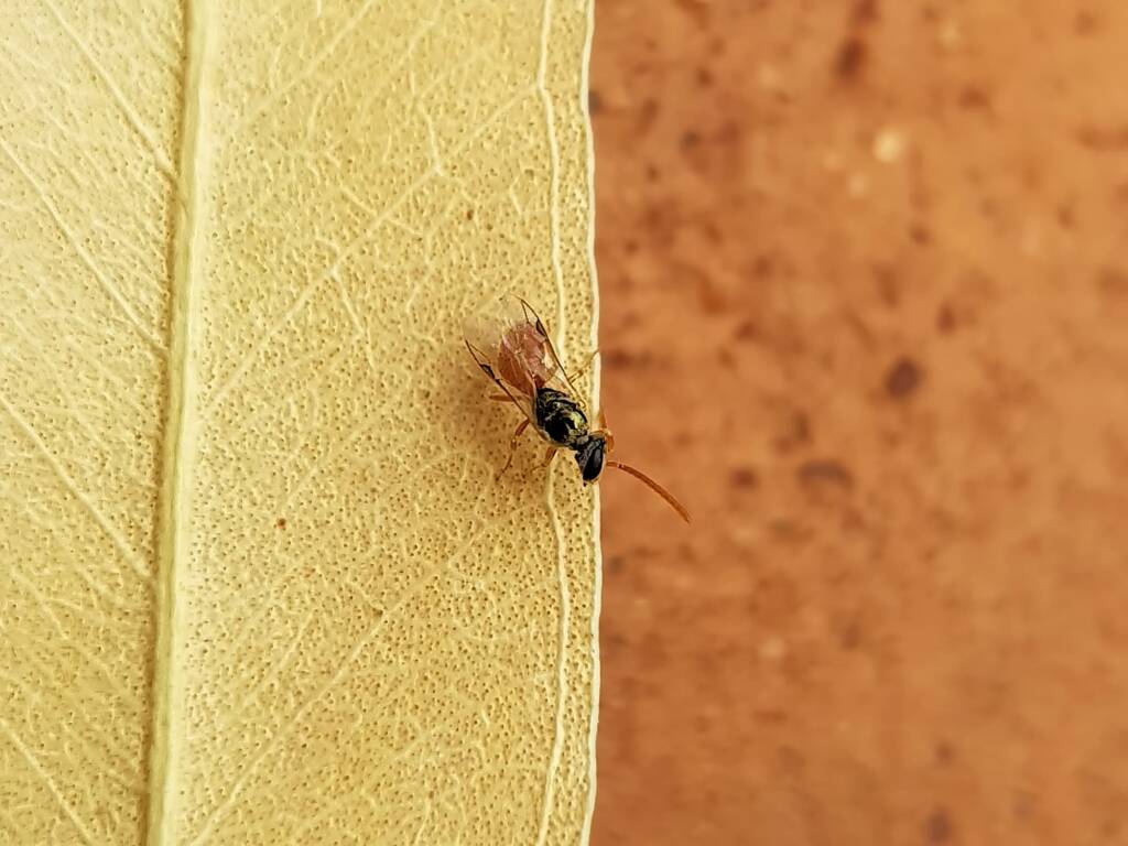 Lasioglossum (Homalictus) dotatum, Alice Springs NT