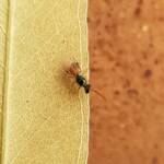 Lasioglossum (Homalictus) dotatum, Alice Springs NT