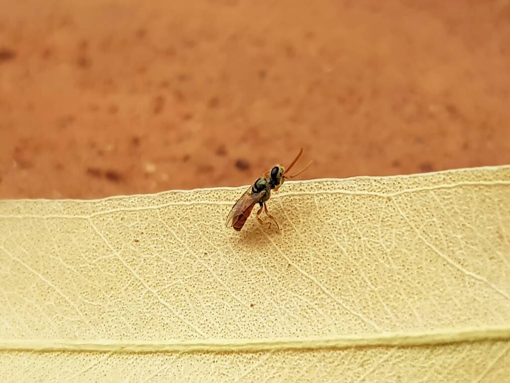 Lasioglossum (Homalictus) dotatum, Alice Springs NT