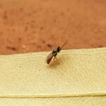 Lasioglossum (Homalictus) dotatum, Alice Springs NT