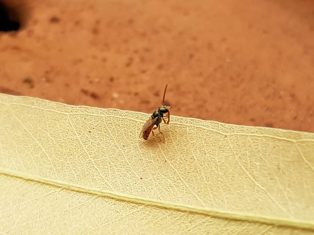 Lasioglossum (Homalictus) dotatum, Alice Springs NT