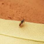 Lasioglossum (Homalictus) dotatum, Alice Springs NT