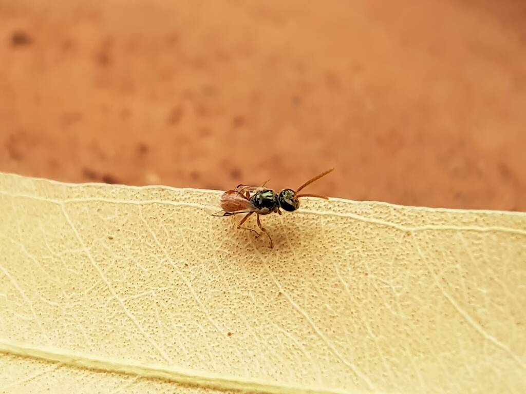 Lasioglossum (Homalictus) dotatum, Alice Springs NT