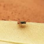 Lasioglossum (Homalictus) dotatum, Alice Springs NT