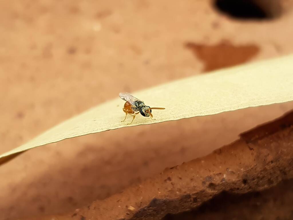 Lasioglossum (Homalictus) dotatum, Alice Springs NT
