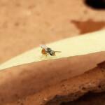 Lasioglossum (Homalictus) dotatum, Alice Springs NT