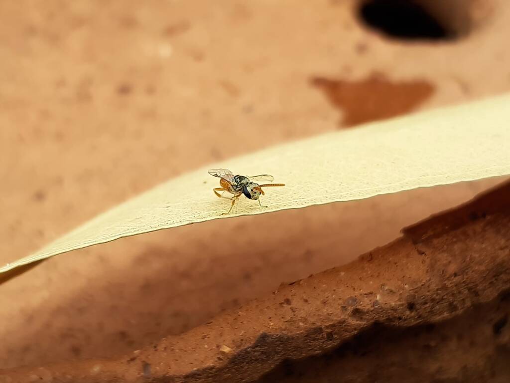 Lasioglossum (Homalictus) dotatum, Alice Springs NT