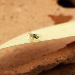 Lasioglossum (Homalictus) dotatum, Alice Springs NT