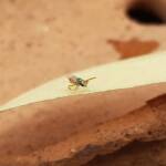 Lasioglossum (Homalictus) dotatum, Alice Springs NT