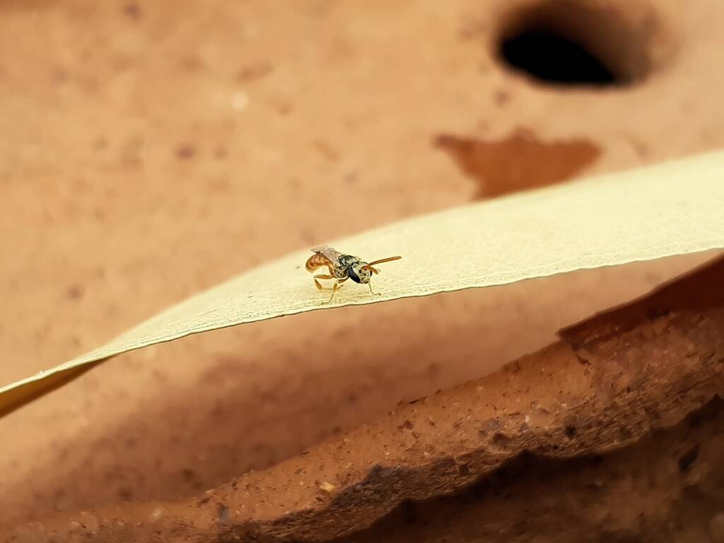 Lasioglossum (Homalictus) dotatum, Alice Springs NT