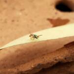 Lasioglossum (Homalictus) dotatum, Alice Springs NT