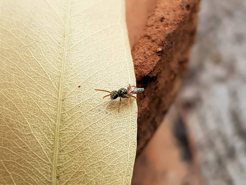 Lasioglossum (Homalictus) dotatum, Alice Springs NT