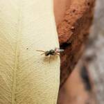 Lasioglossum (Homalictus) dotatum, Alice Springs NT