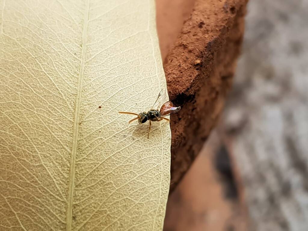 Lasioglossum (Homalictus) dotatum, Alice Springs NT