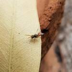 Lasioglossum (Homalictus) dotatum, Alice Springs NT