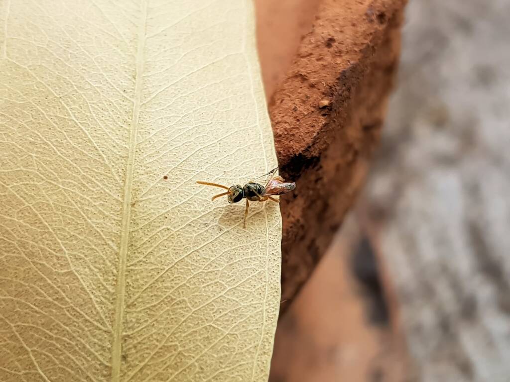 Lasioglossum (Homalictus) dotatum, Alice Springs NT