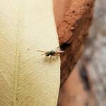 Lasioglossum (Homalictus) dotatum, Alice Springs NT