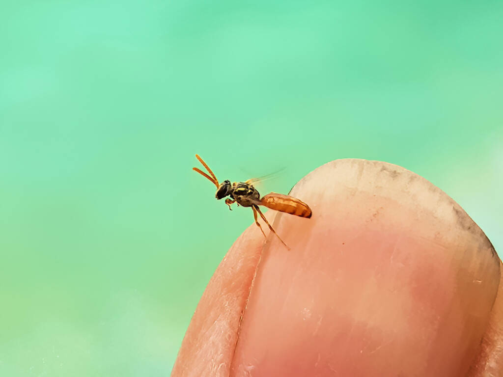 Lasioglossum (Homalictus) dotatum, Alice Springs NT