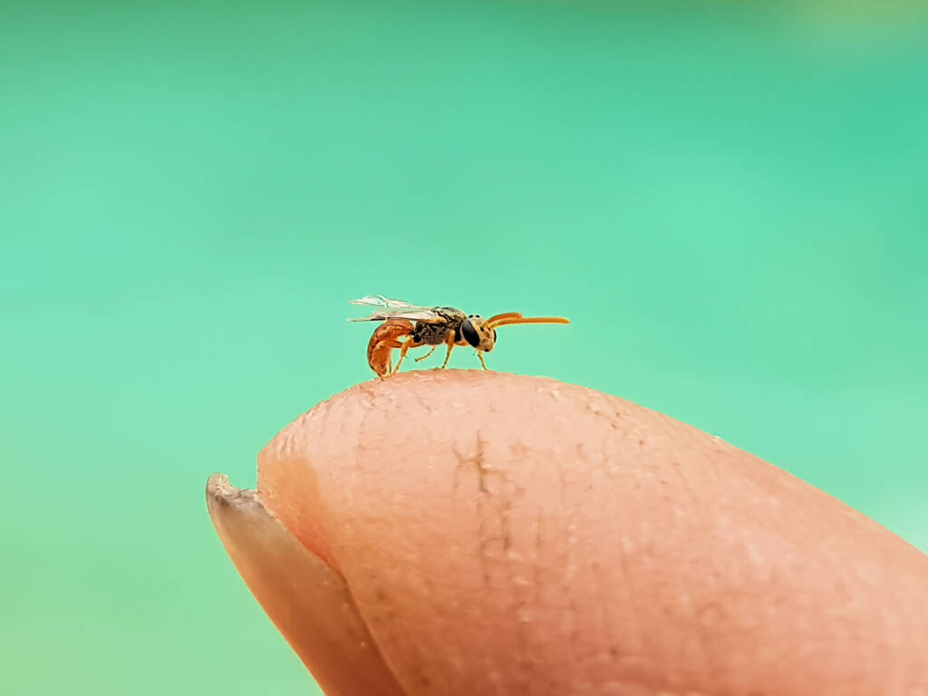 Lasioglossum (Homalictus) dotatum, Alice Springs NT