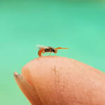 Lasioglossum (Homalictus) dotatum, Alice Springs NT
