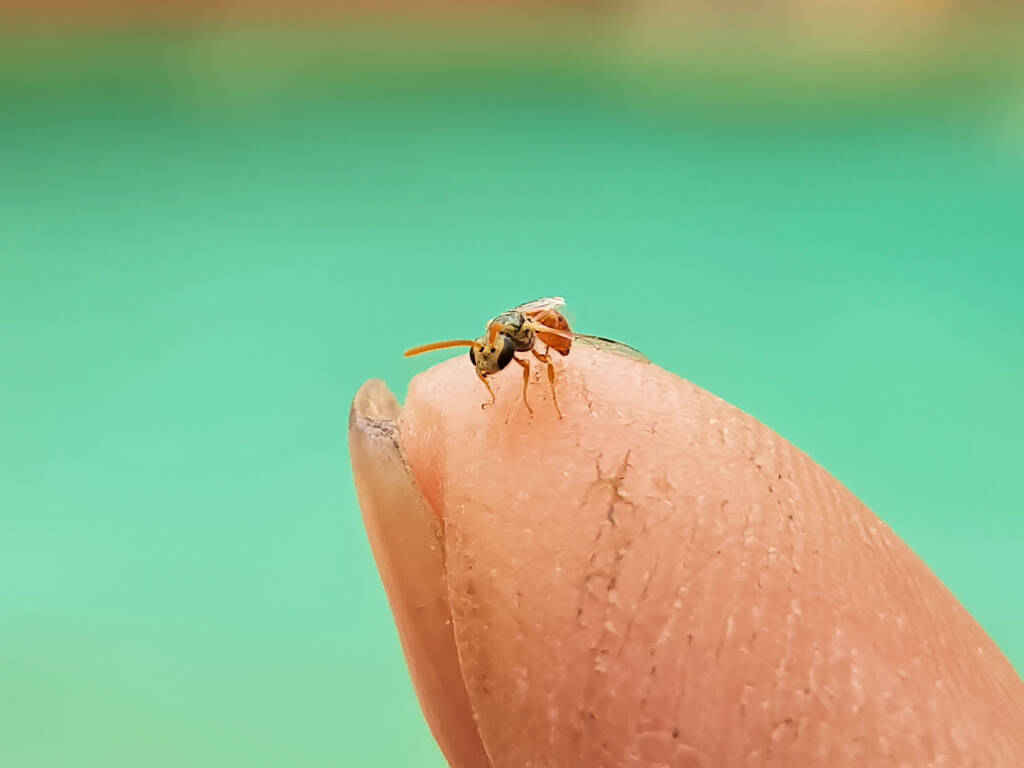 Lasioglossum (Homalictus) dotatum, Alice Springs NT